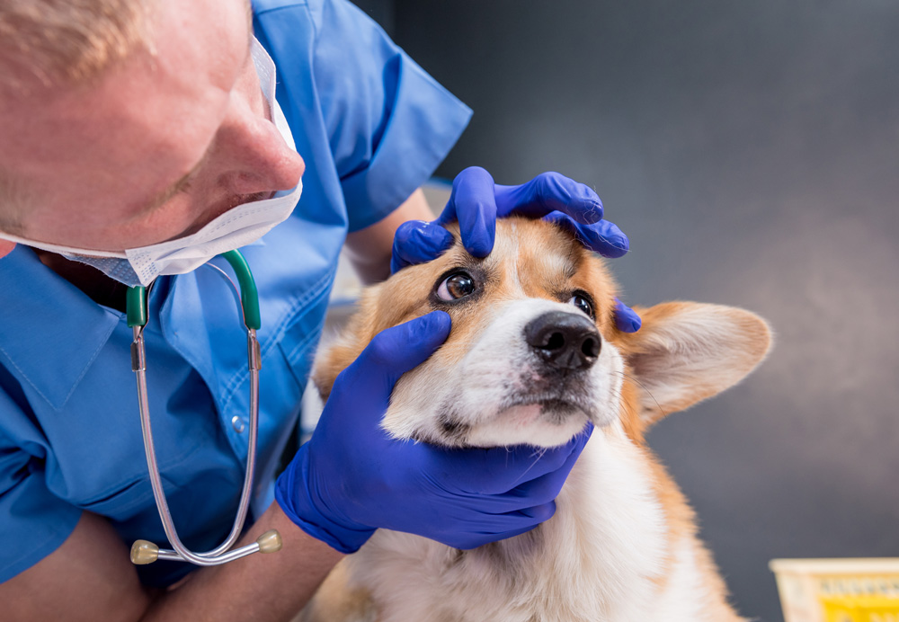 Veterinarian with Dog Looking at Eyes